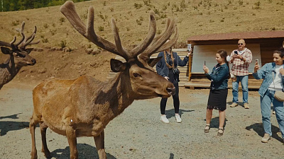 Забайкалье: заповедный край. Чита - столица Забайкалья. Маралы - уникальные животные