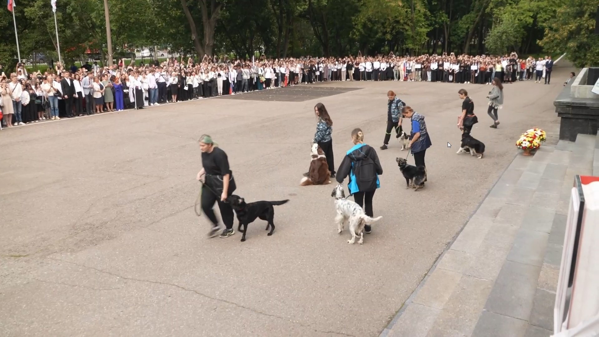 Собаки на службе в ВС