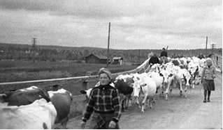 Животноводство в годы Великой Отечественной войны