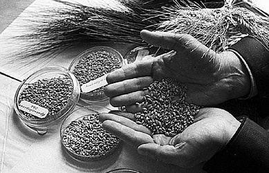 Щит из колосьев: Как учёные-диссиденты спасли Россию от голода в разгар репрессий