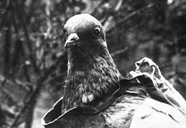 «Голубчик»