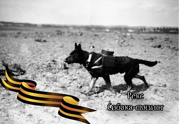 Рекс: Четвероногий связист, который трижды переплыл Днепр и вошёл в историю военной науки