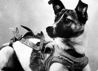 Лайка. Цена прорыва: как трагедия одной собаки открыла человечеству дорогу к звездам