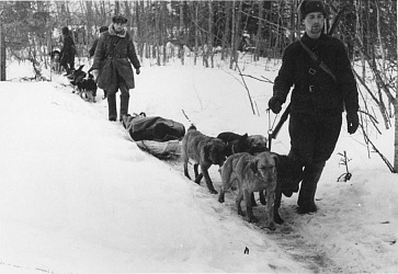 Ездовые собаки