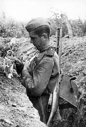Кошки на войне