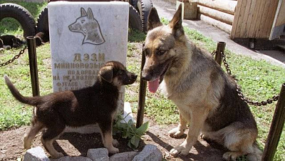 Цена чутья: Как собака Дэзи стала мишенью террористов и символом неизменной ценности подвига