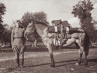 Лошади на войне