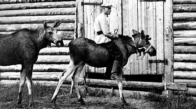 Лесная кавалерия: как советские лоси стали секретным оружием партизан и уроком военной инновации