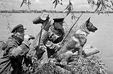 Собаки - разведчики